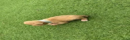 American Bully dogs for sale: Beautiful American bully’s 🐶  - Advert 4