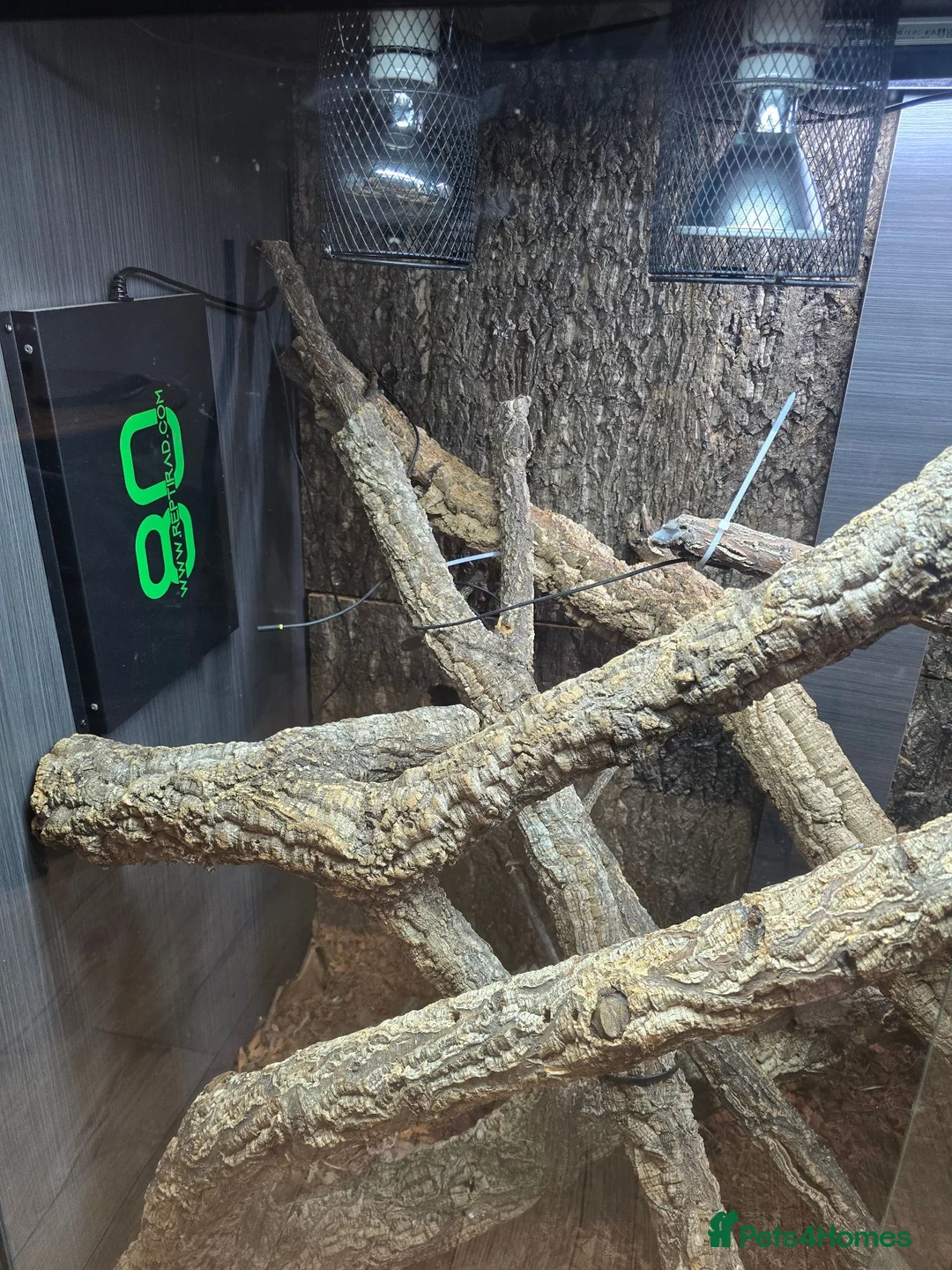 Lizard reptiles for sale: Frilled dragon  - Advert 6