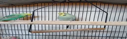 Budgerigars birds for sale: Two lady budgies ready for a new home - Advert 4