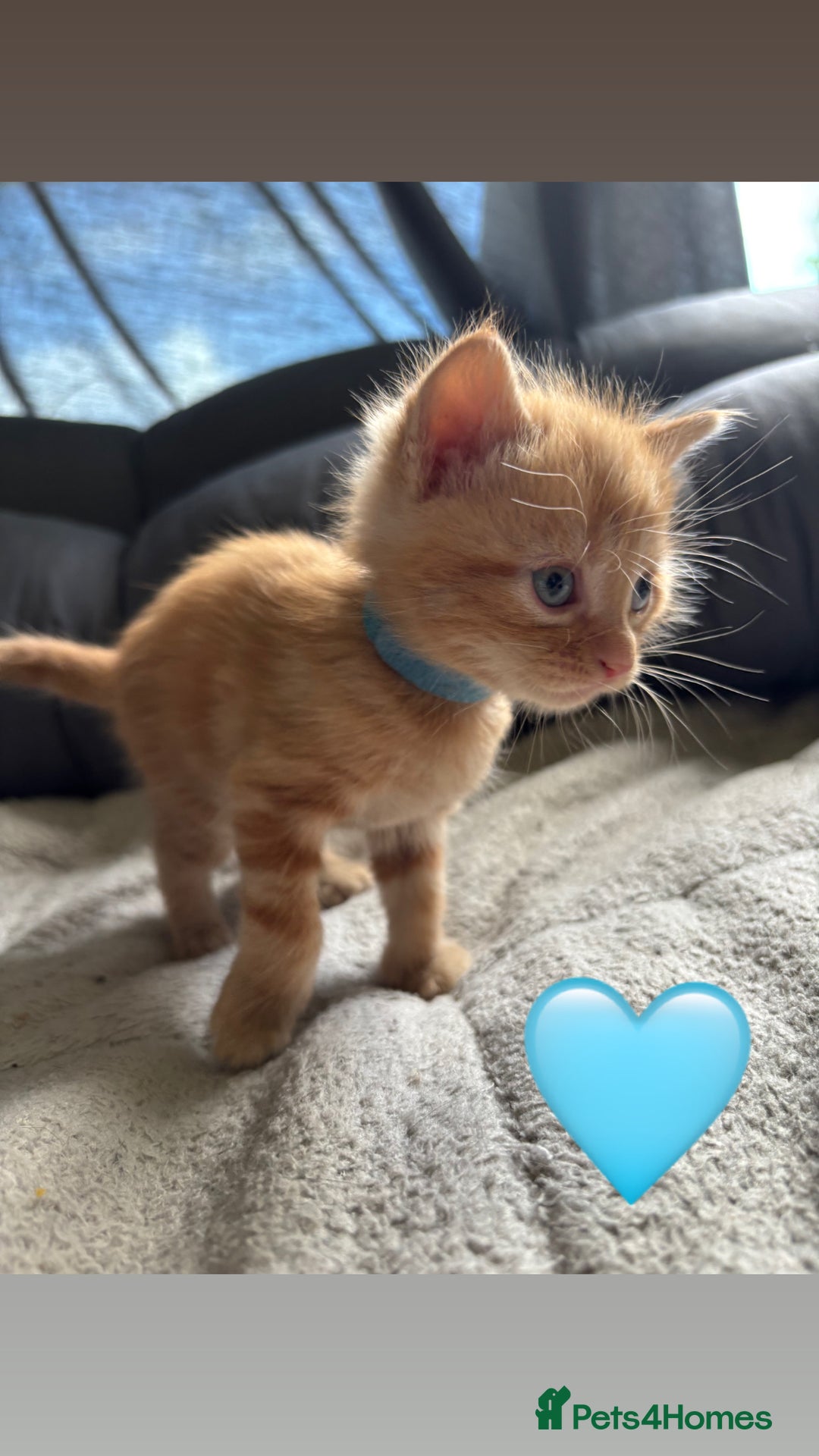 Mixed Breed cats for sale: Beautiful kittens for sale - Image 8