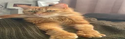 Maine Coon cats for sale: Male Maine Coon - Advert 4