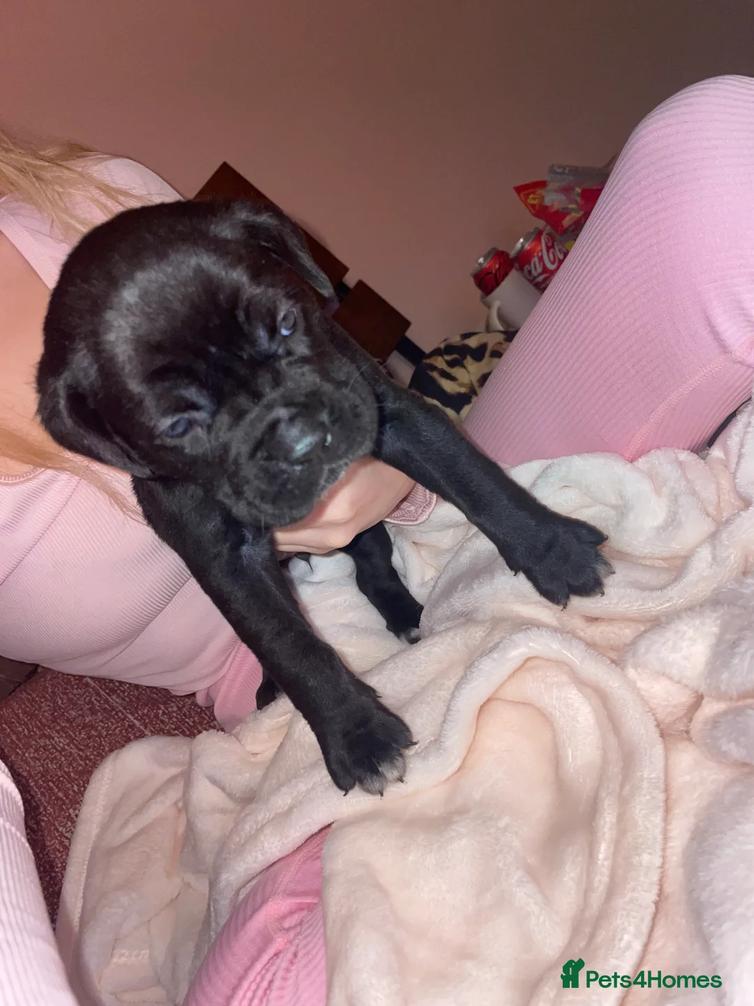 Cane Corso dogs for sale: Came corso - Advert 7