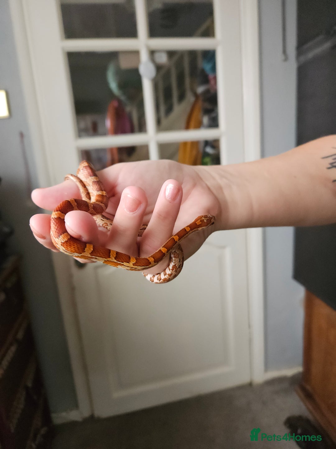 Corn Snake reptiles for sale: Corn snake Bolton - Image 2