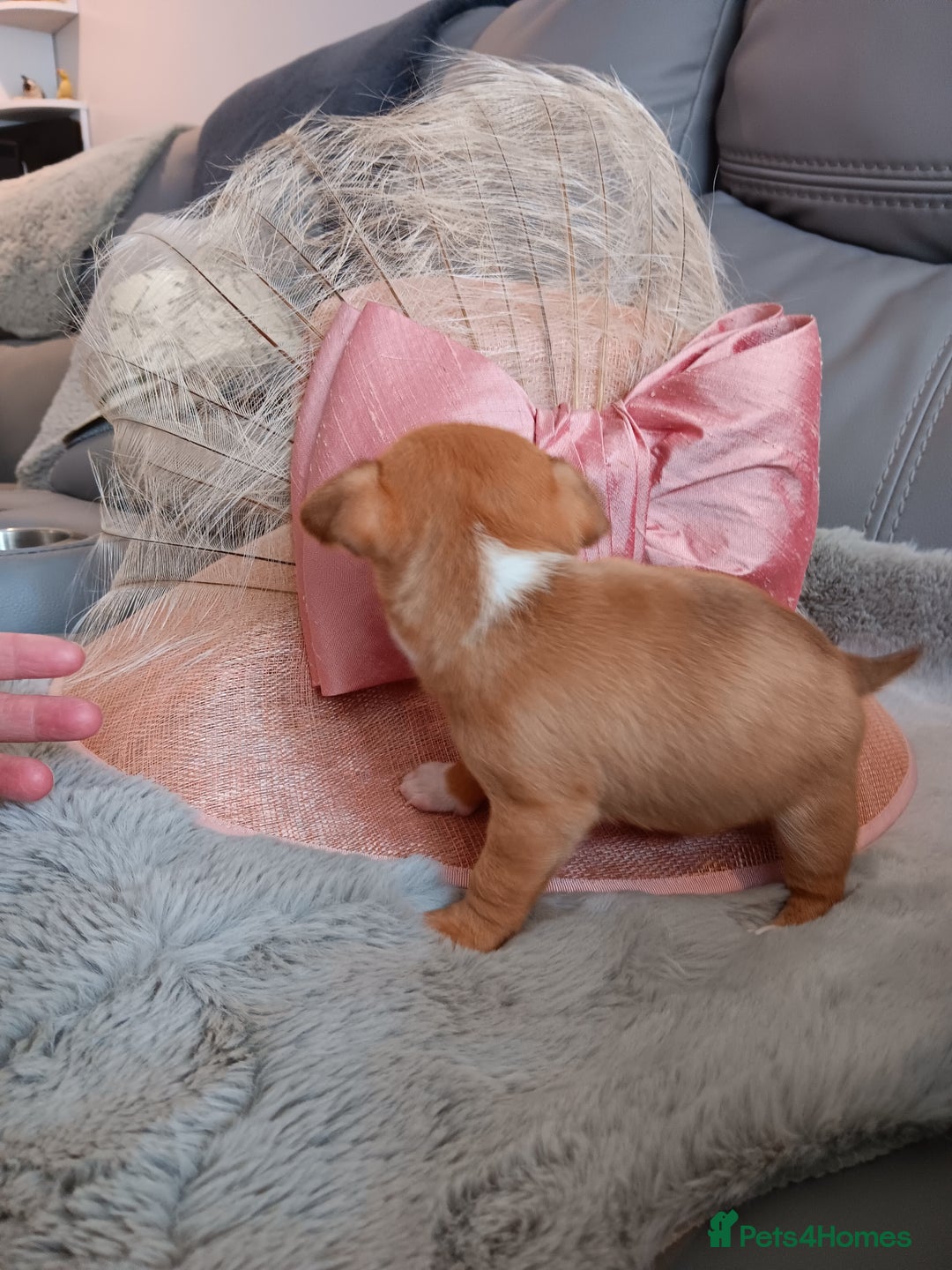 Chihuahua dogs for sale: Chihuhua pups - Image 2