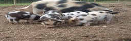 Pig livestock for sale: Stunning boys ready now - Advert 7