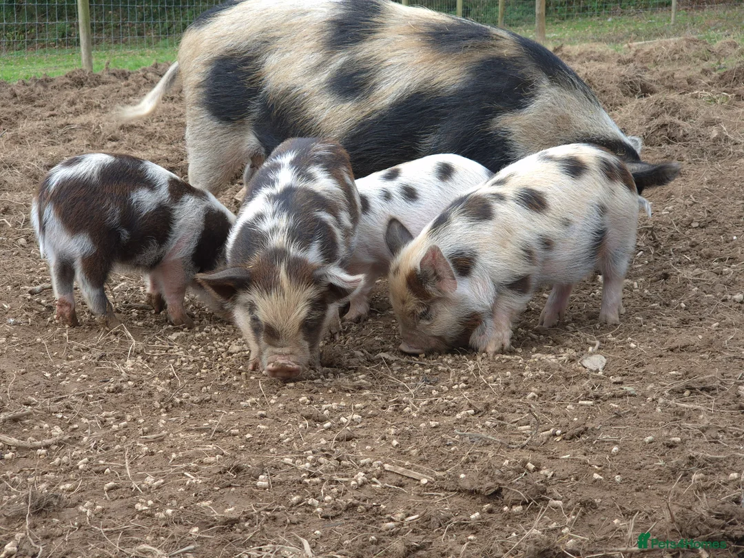 Pig livestock for sale: Stunning boys ready now - Advert 7