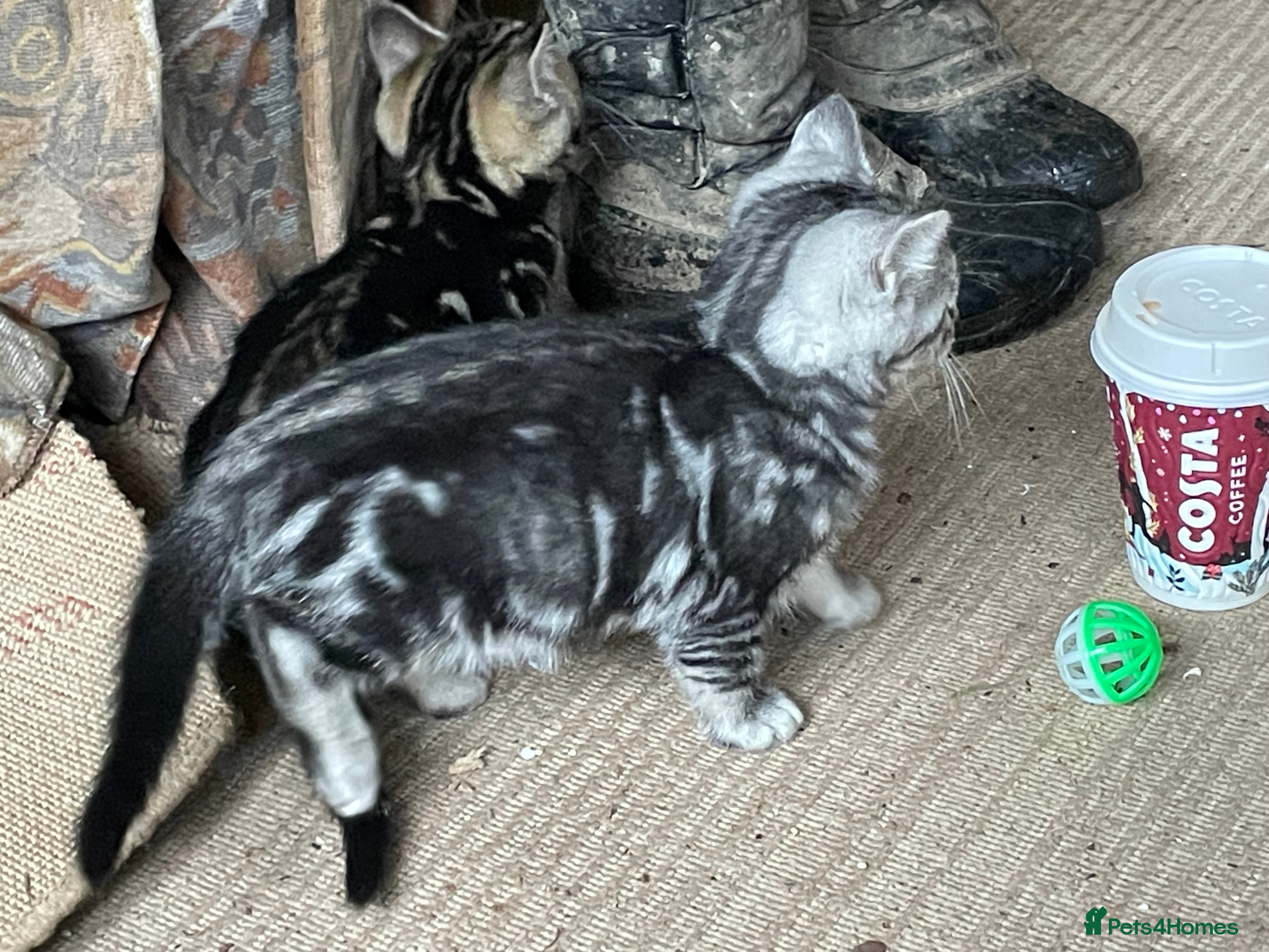 Bengal cats Bengal x kittens boys  - Advert 16