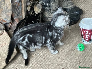 Bengal cats Bengal x kittens boys - Advert 1