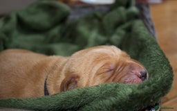 Labrador Retriever dogs for sale: 🐾 KC Registered Fox Red Lab Puppies 🐾 - Image 17