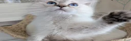 Ragdoll cats for sale: Meet little Tigger! GCCF pedigree Ragdoll Kitten  - Advert 2