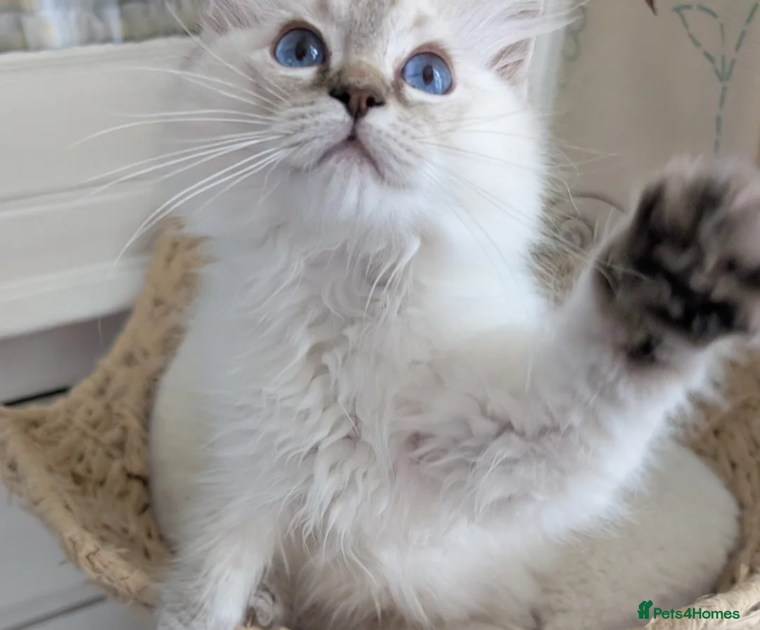 Ragdoll cats for sale: Meet little Tigger! GCCF pedigree Ragdoll Kitten  - Advert 2