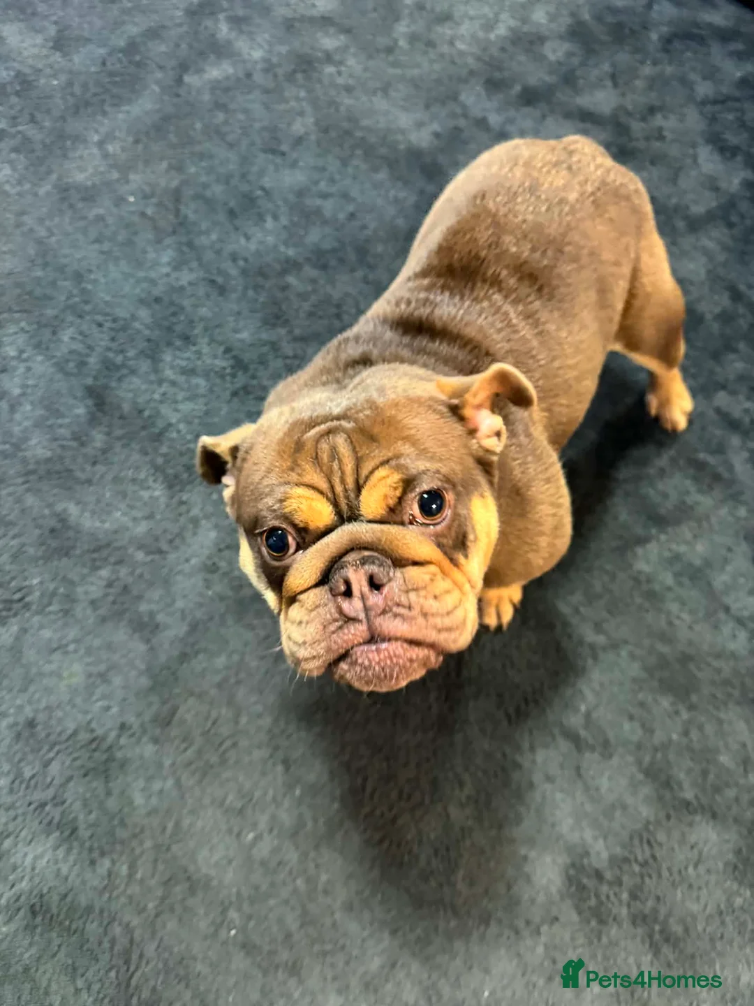 English Bulldog dogs for sale: Female English bulldog looking for a loving home. - Advert 1