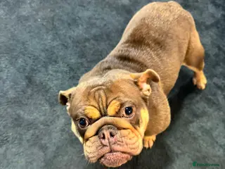 English Bulldog dogs Female English bulldog looking for a loving home. - Advert 1