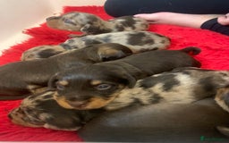 Miniature Dachshund dogs for sale: Wirehaired KC reg mini dachshunds  - Image 3