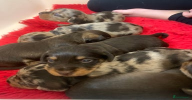 Miniature Dachshund dogs - Advert 13