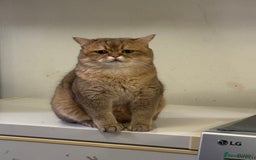 British Shorthair cats for sale: Two life long partners need their forever home - Image 10