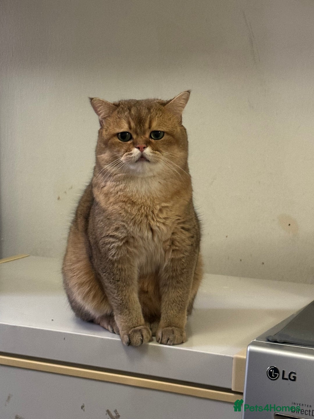 British Shorthair cats for sale: Two life long partners need their forever home - Image 10