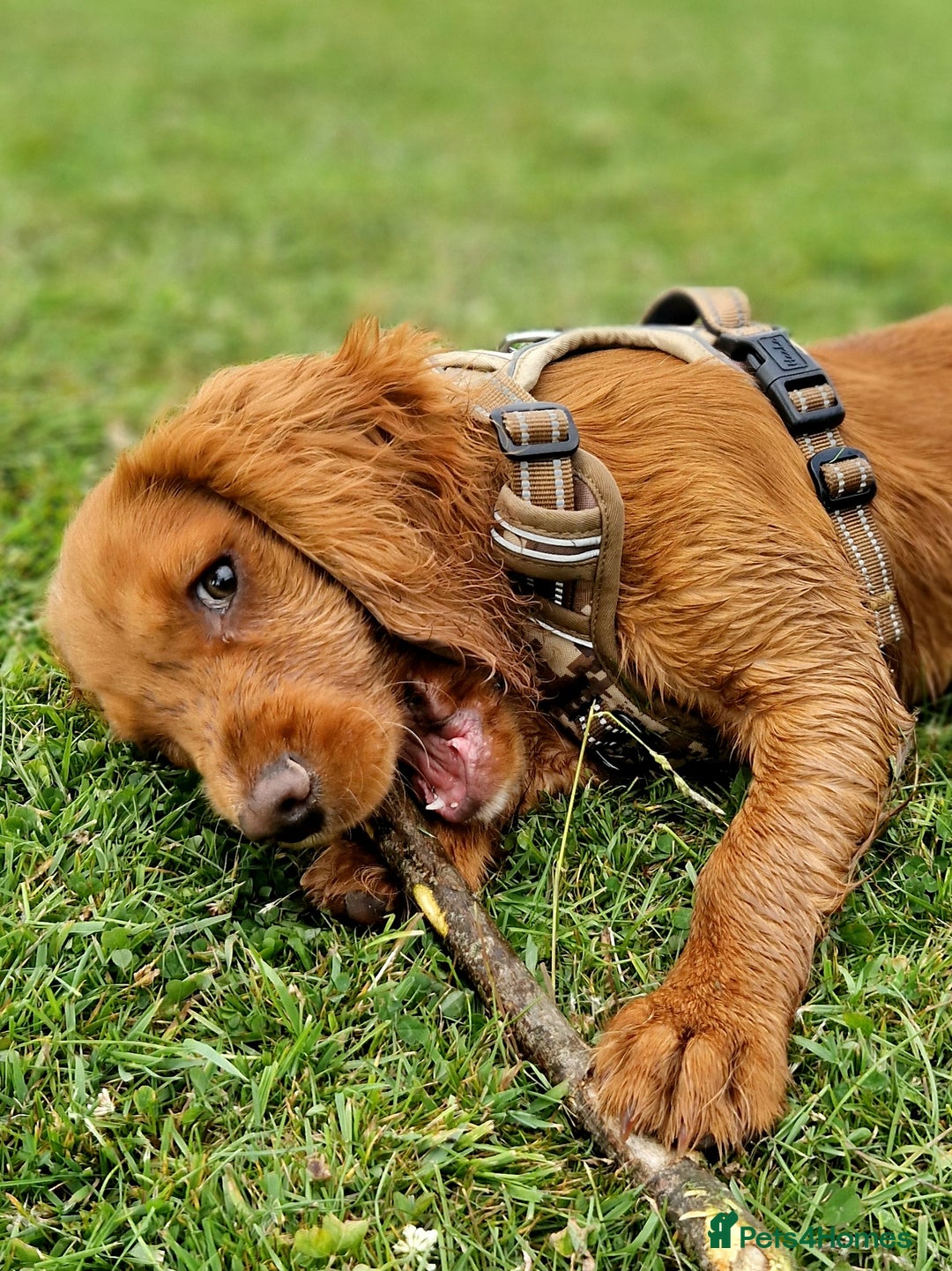 Cocker Spaniel dogs for sale: 11 months old Cocker Spaniel Bentley - Advert 6