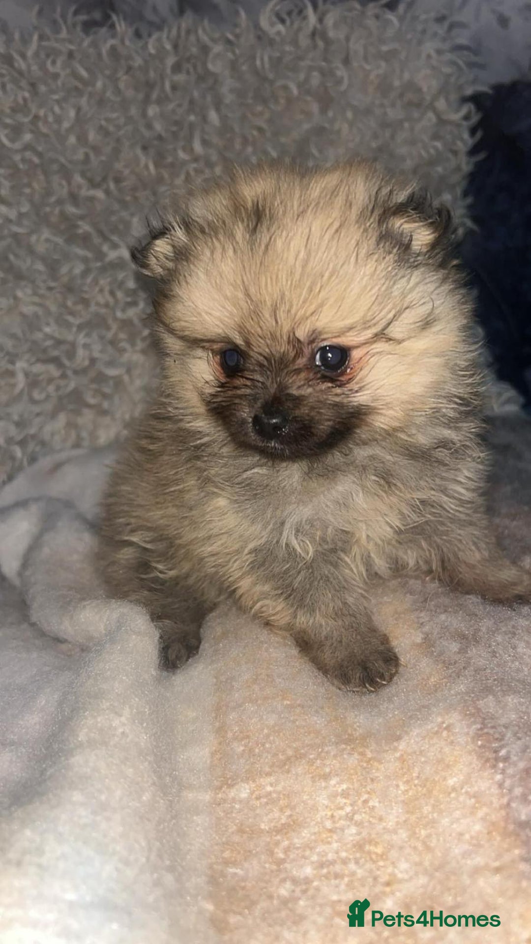 Pomeranian dogs for sale: Toy Pomeranian - Advert 1