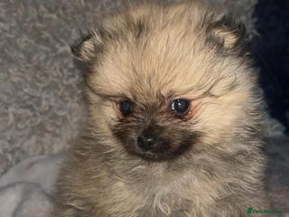 Pomeranian dogs Toy Pomeranian - Advert 2