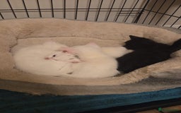 Mixed Breed cats for sale: 4 beautiful kittens ready in 2 weeks  - Image 3