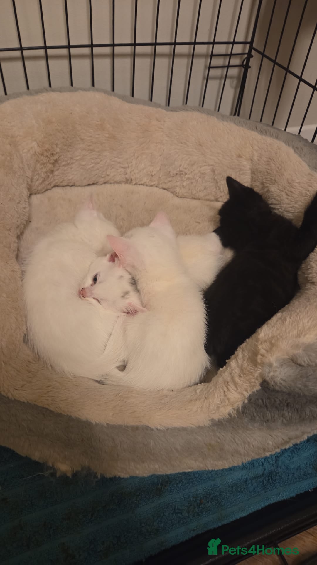 Mixed Breed cats for sale: 4 beautiful kittens ready in 2 weeks  - Image 3
