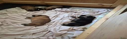 German Shepherd dogs for sale: Beautiful GSD puppies - Advert 5