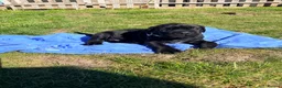 Cane Corso dogs for sale: Cane Corso puppy’s  - Advert 31