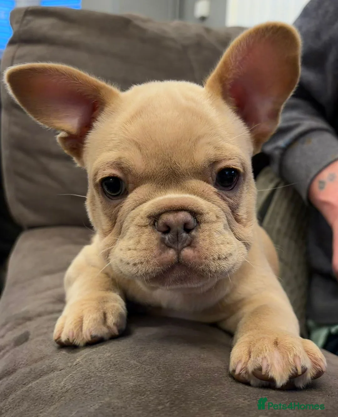 French Bulldog dogs for sale: 2 French bulldog puppies! in Leigh-on-Sea - Advert 7