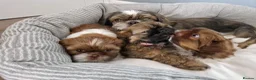 Shih Tzu dogs for sale: Shih tzu puppies looking for their forever home. in Leeds - Advert 12