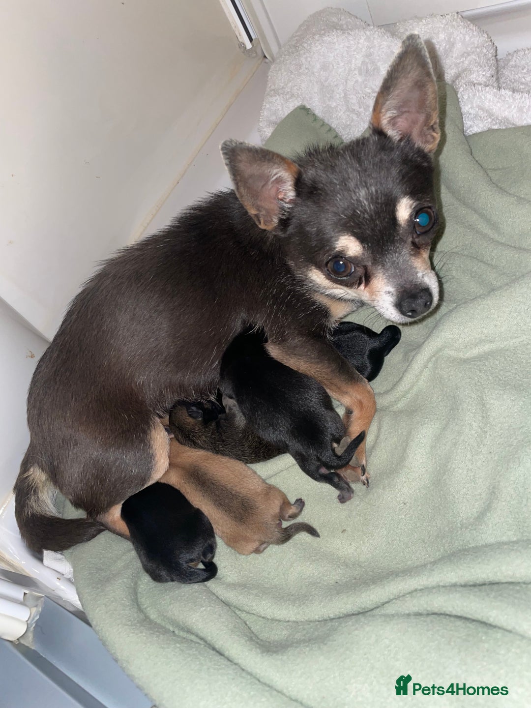 Pomchi dogs for sale: Miniature Pomchi puppies for sale - Advert 5