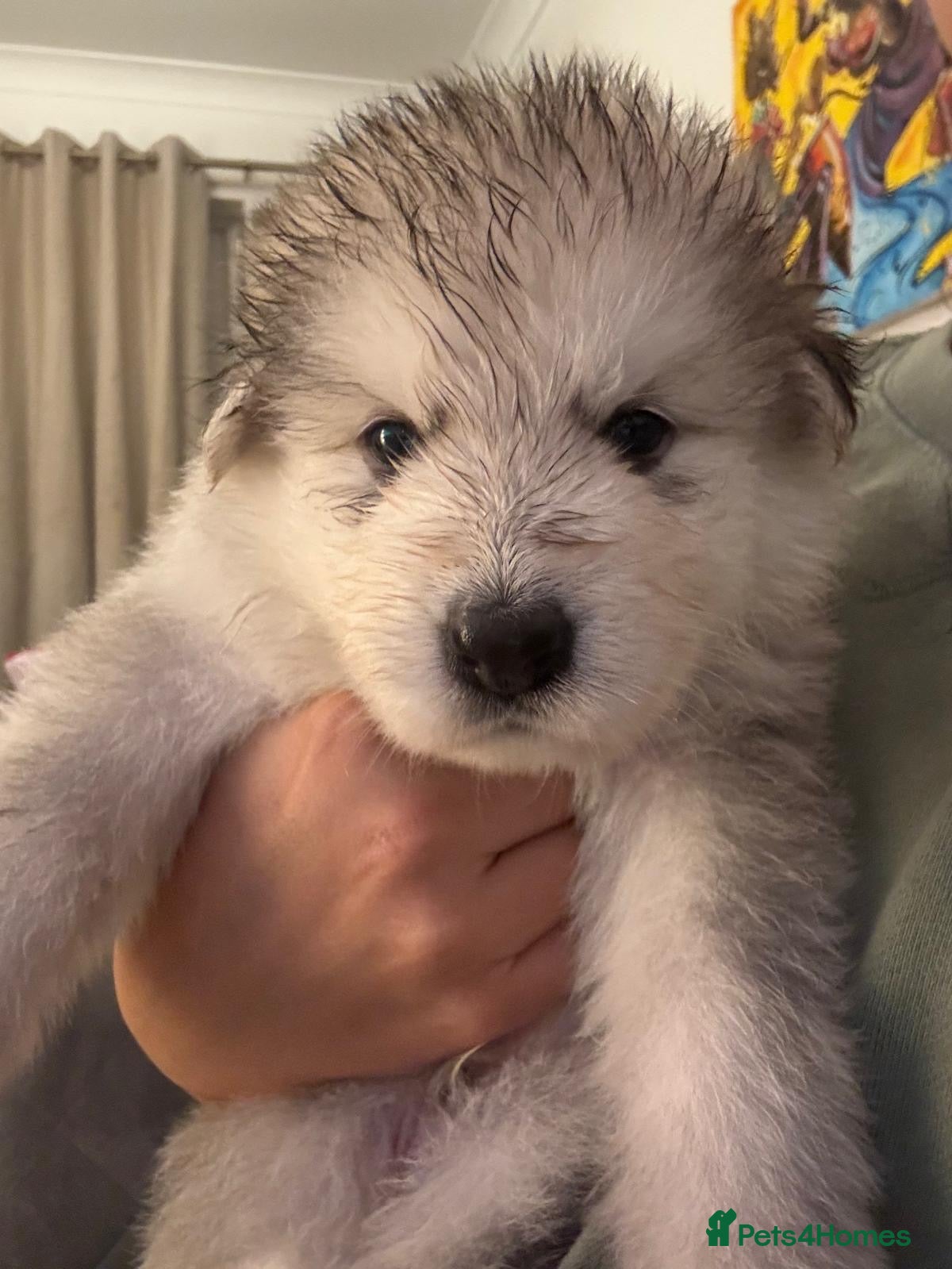 Mixed Breed dogs German Shepherd x White Swiss Shepherd - Advert 2