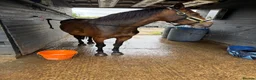 New Forest horses for sale: Project pony- looking for a home ASAP - Advert 2