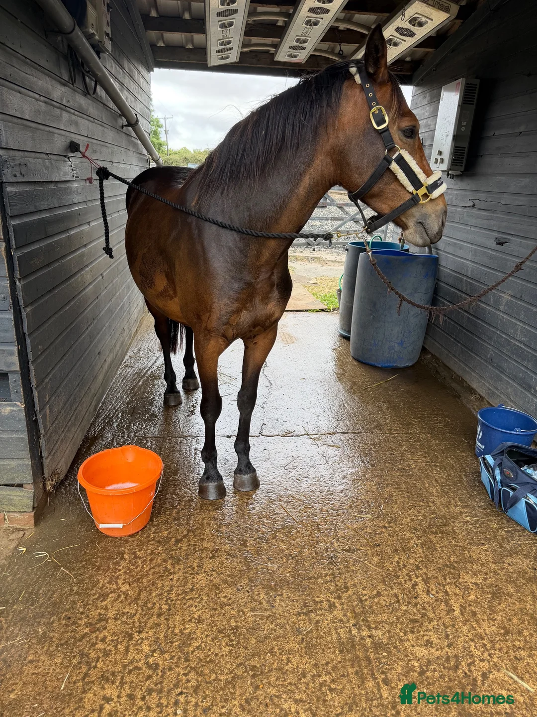 New Forest horses for sale: Project pony- looking for a home ASAP - Advert 2