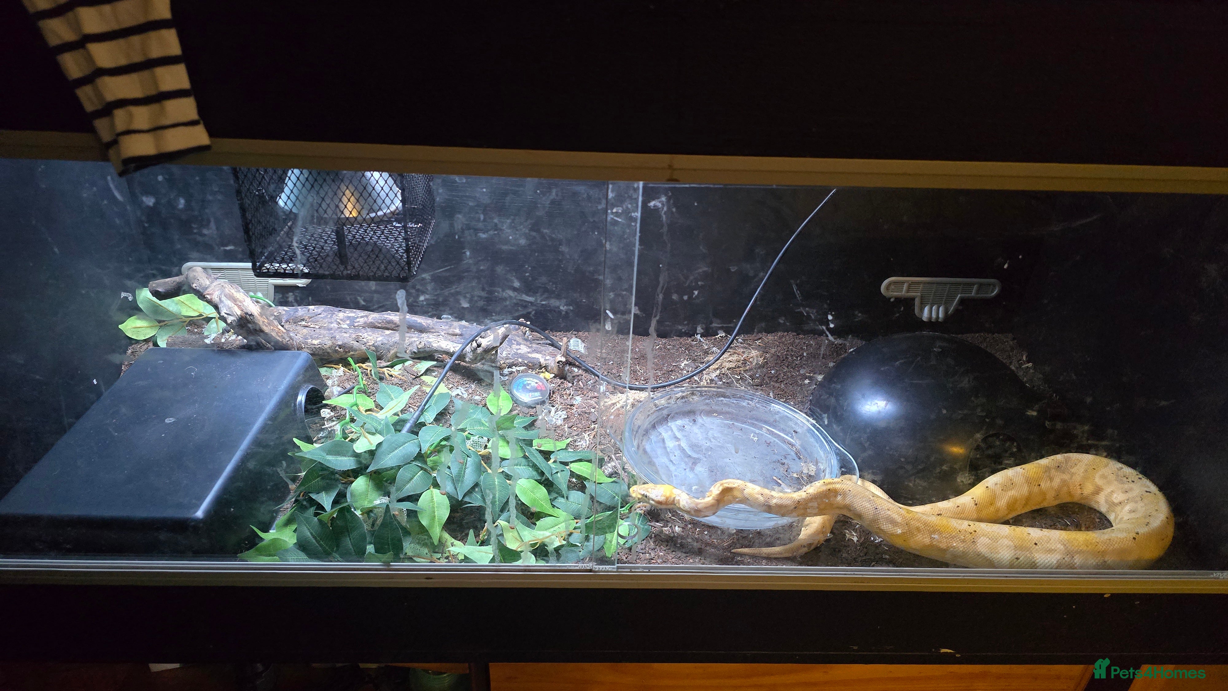 Python Snake reptiles Ball python and full set up (description) - Advert 1