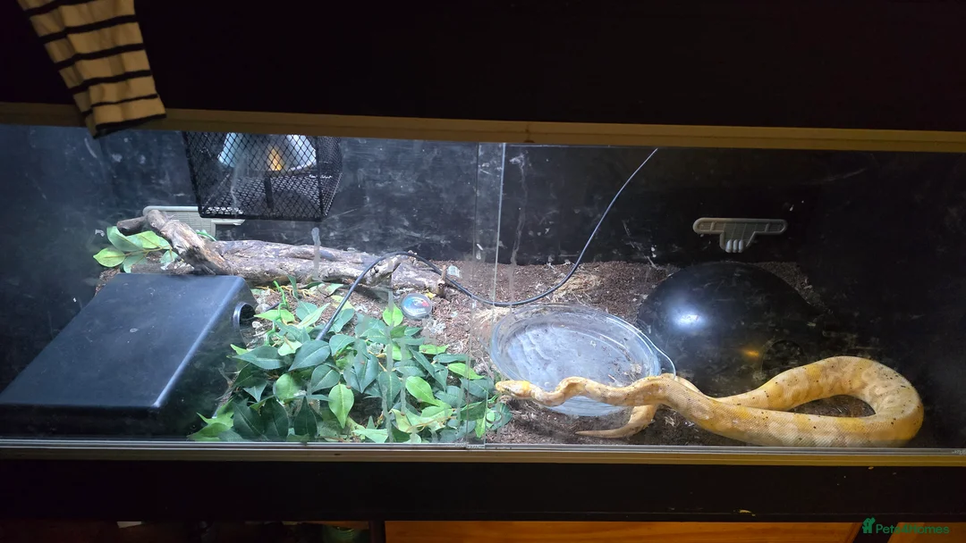 Python Snake reptiles for sale: Ball python and full set up (description) - Advert 1