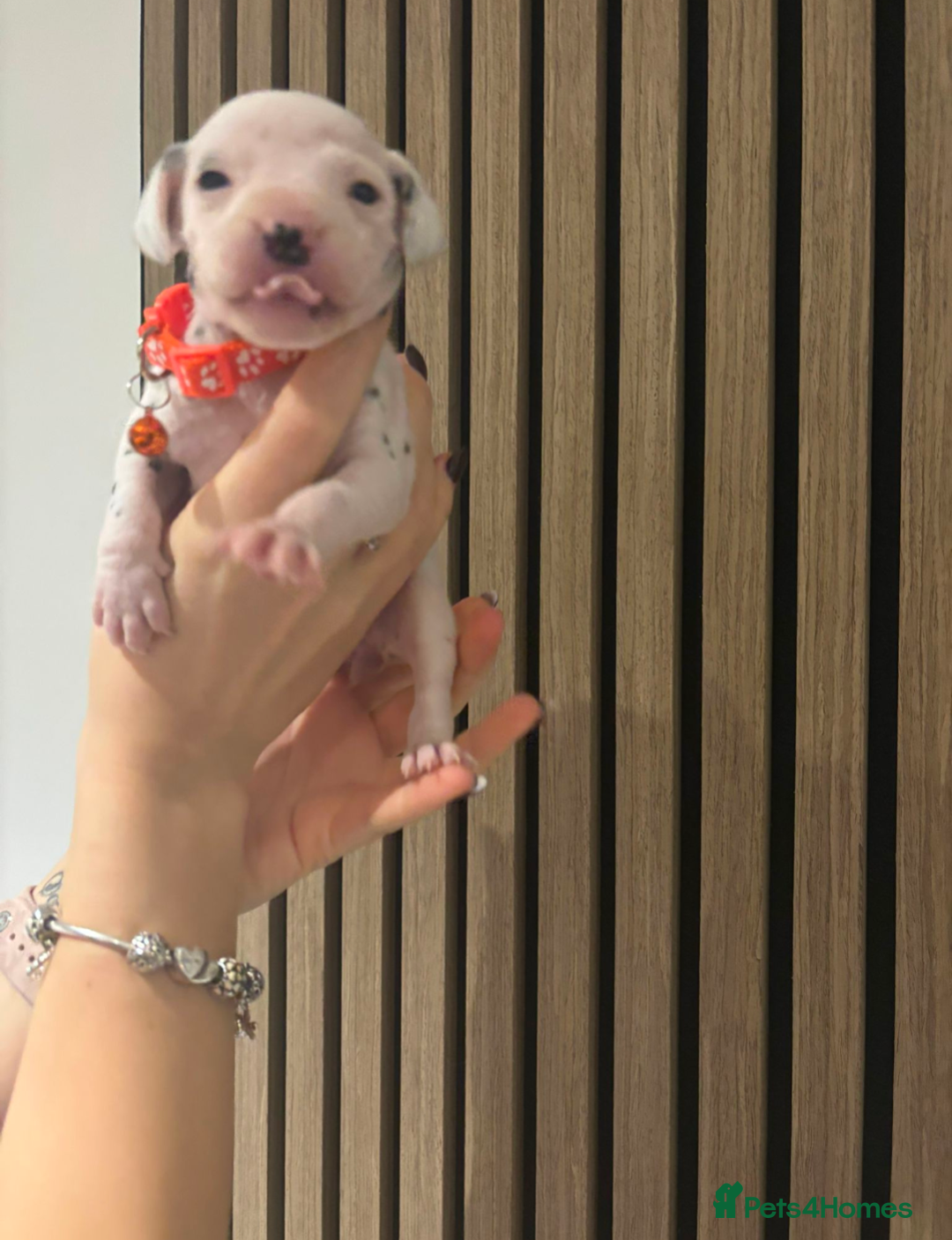 Dalmatian dogs for sale: Dalmatians for Sale (Last 2 Boys Left) - Advert 32