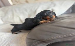 Dachshund dogs for sale: Dachshund  - Image 9