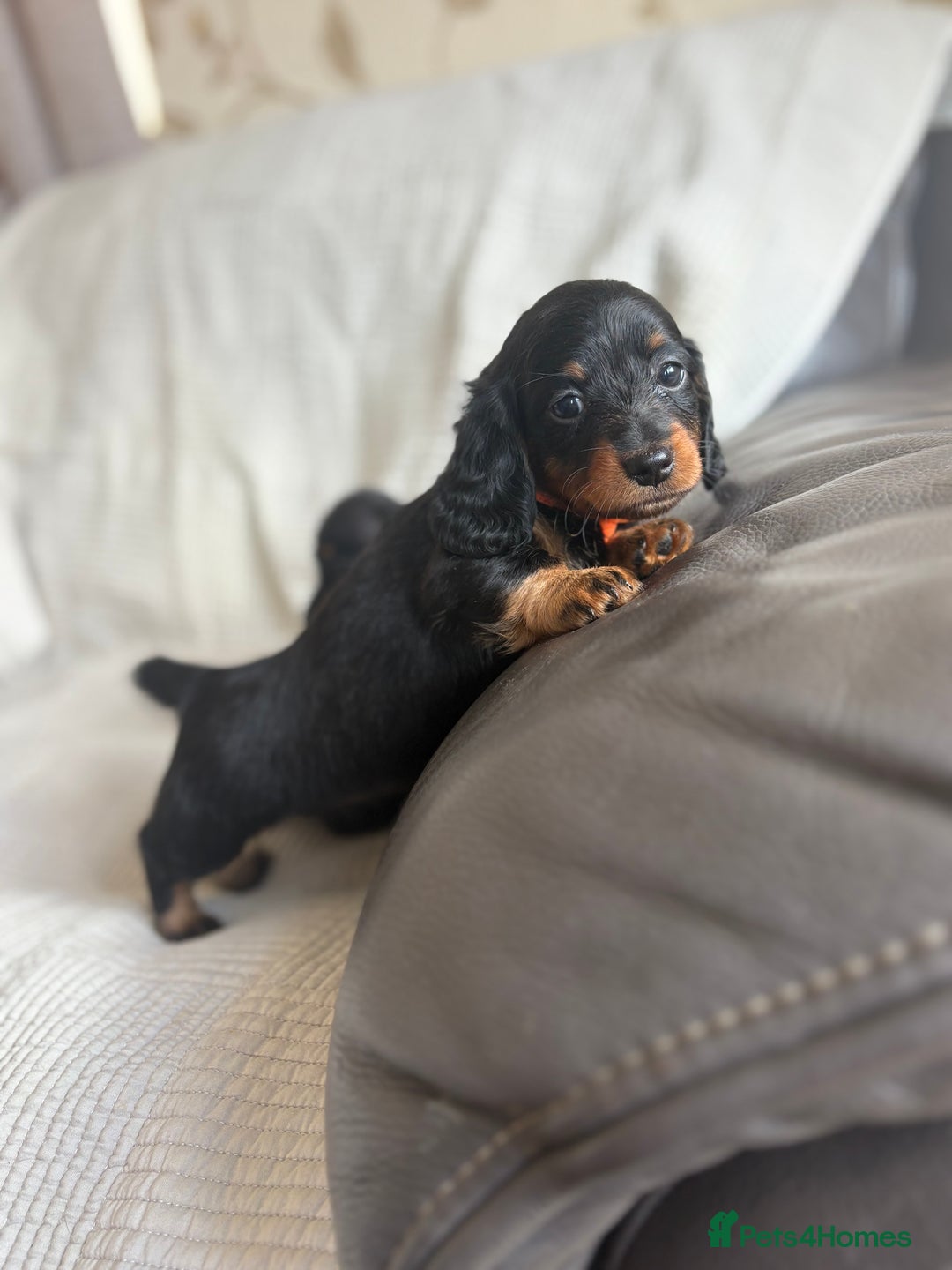 Dachshund dogs for sale: Dachshund  - Image 9
