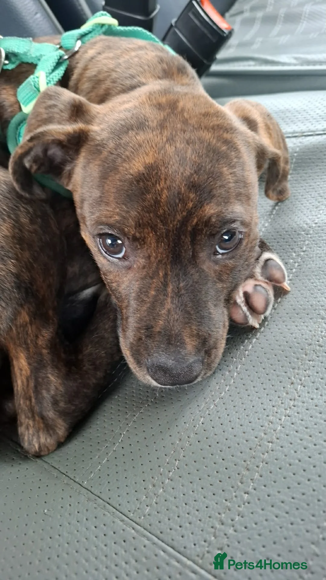 Mixed Breed dogs for sale: Staffy cross boxer for sale  - Advert 2