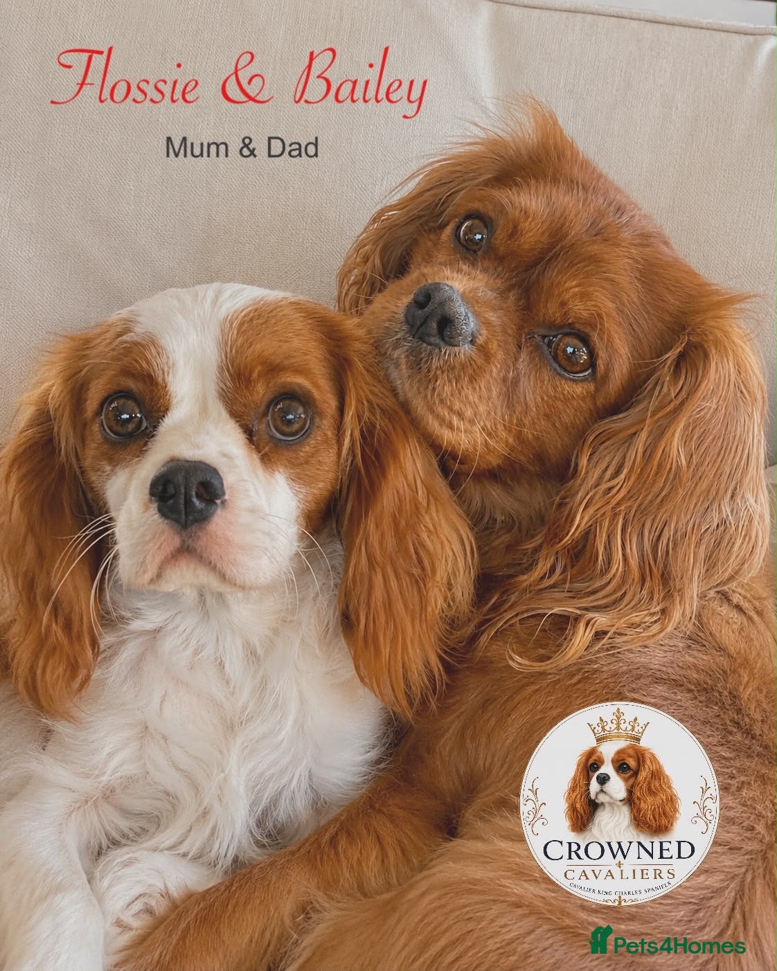 Cavalier King Charles Spaniel dogs Beautiful Cavalier Pups, *one left* - Advert 2