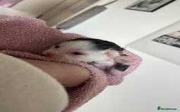 British Shorthair cats for sale: Beautiful litter of 3 .  - Image 4