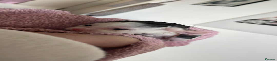 British Shorthair Kitten 2