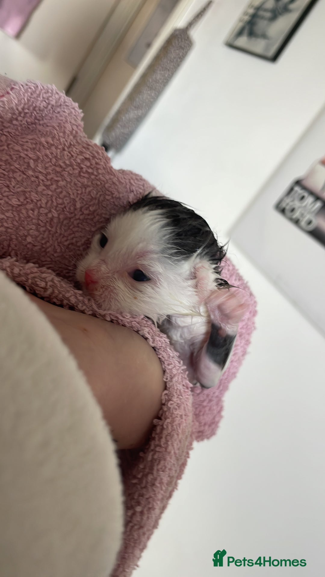 British Shorthair cats for sale: Beautiful litter of 3 .  - Image 4