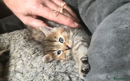 Mixed Breed cats for sale:  Fluffy Ginger Boy & Fluffy Tabby Girl Kitten - Image 5