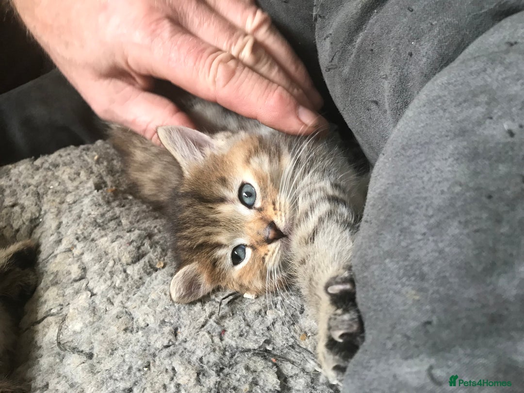 Mixed Breed cats for sale:  Fluffy Ginger Boy & Fluffy Tabby Girl Kitten - Image 5