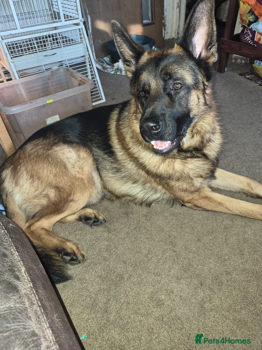 German Shepherd dogs for stud: Bruce - Advert 6