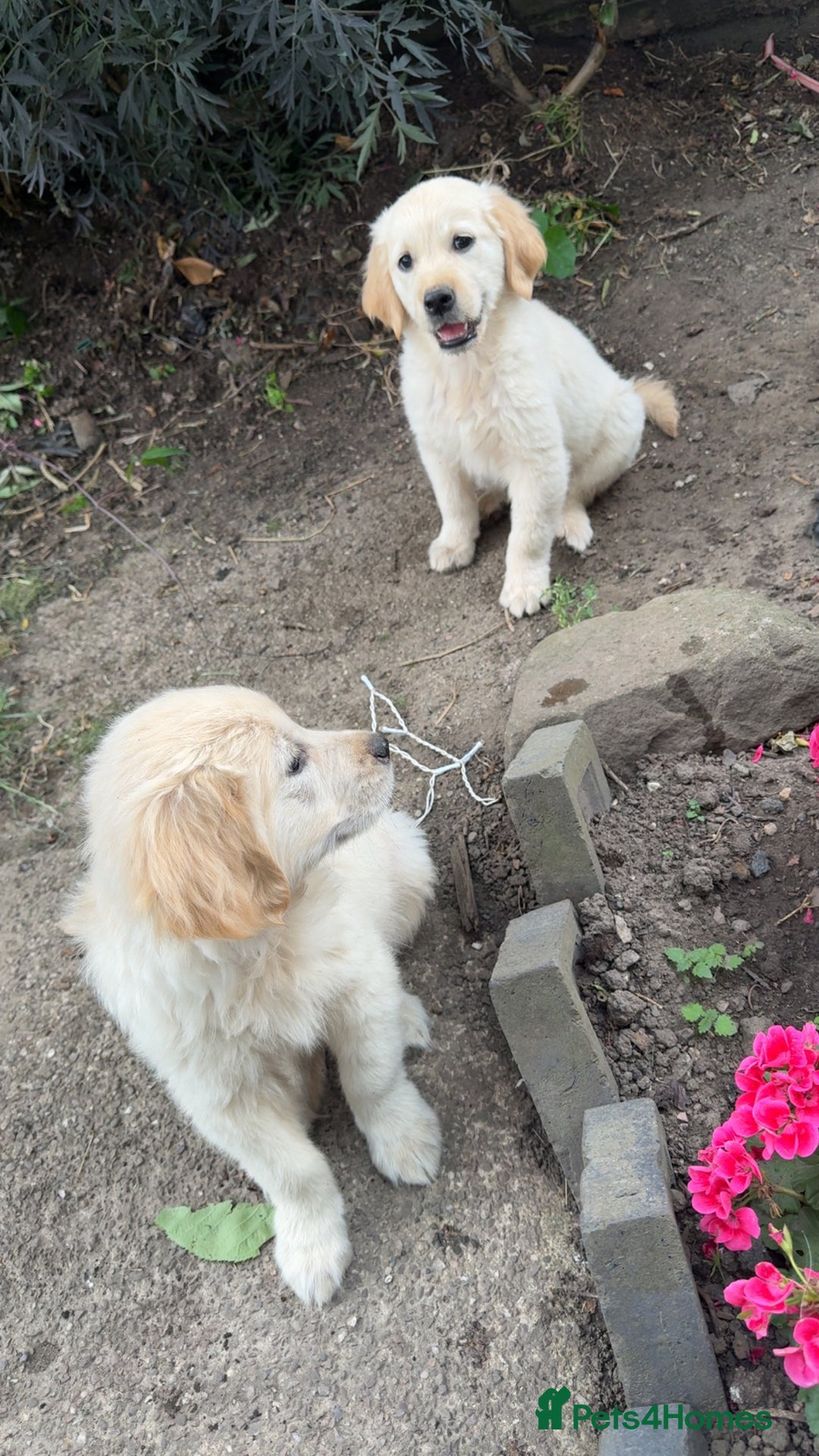 Golden Retriever dogs for sale: Beautiful litter of golden retriever puppies - Image 6