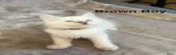 Ragdoll cats for sale: 😻Pure Ragdoll Kittens looking for loving home ❤️ - Advert 8