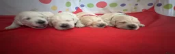 Golden Retriever dogs for sale: Gorgeous Chunky Golden Retriever Puppies - Advert 9